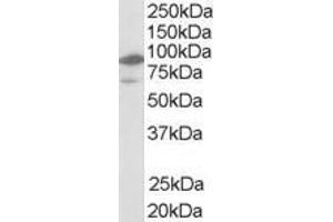 ABIN185293 (1µg/ml) staining of human bone marrow lysate (35µg protein in RIPA buffer). (NR1H2 anticorps  (N-Term))