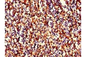 Immunohistochemistry of paraffin-embedded human spleen tissue using ABIN7155622 at dilution of 1:100
