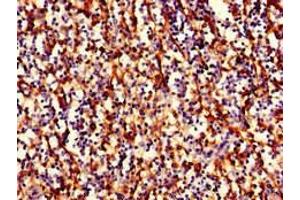 Immunohistochemistry of paraffin-embedded human spleen tissue using ABIN7155622 at dilution of 1:100 (HLA-B anticorps  (AA 25-308) (Biotin))