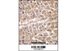 TRIM11 Antibody immunohistochemistry analysis in formalin fixed and paraffin embedded human heart tissue followed by peroxidase conjugation of the secondary antibody and DAB staining. (TRIM11 anticorps  (C-Term))