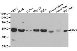 Western blot analysis of extracts of various cell lines, using NEK3 antibody. (NEK3 anticorps  (AA 267-506))
