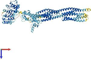 AlphaFold protein structure predicition of Mouse Recombinant Actn1 Protein, UniprotID Q7TPR4