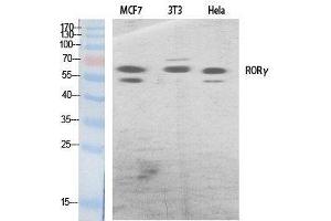 Western Blot analysis of various cells using RORC Polyclonal Antibody at dilution of 1:500. (RORC anticorps)