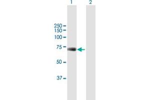 Western Blot analysis of UBP1 expression in transfected 293T cell line by UBP1 MaxPab polyclonal antibody. (UBP1 anticorps  (AA 1-540))
