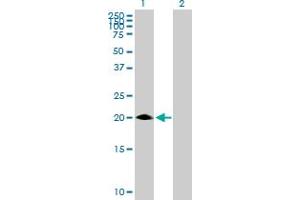 Western Blot analysis of MED30 expression in transfected 293T cell line by MED30 MaxPab polyclonal antibody. (MED30 anticorps  (AA 1-178))