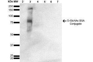 Western Blot analysis of GlcNAc-BSA Conjugate showing detection of 67 kDa GlcNAc-BSA using Mouse Anti-GlcNAc Monoclonal Antibody, Clone 9H6 . (O-GlcNAc anticorps (Atto 488))