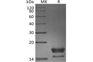 Western Blotting (WB) image for Tumor Necrosis Factor (Ligand) Superfamily, Member 18 (TNFSF18) protein (His tag) (ABIN7321018)