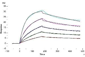 Human BAFFR, His Tag captured on CM5 Chip via anti-his antibody can bind Human BAFF Trimer, hFc-Flag Tag with an affinity constant of 1.