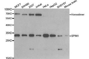 Western blot analysis of extracts of various cell lines, using SPIN1 antibody. (Spindlin 1 anticorps)