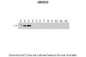Lanes:   1: 40ng HIS-UBE2D1 protein 2: 40ng HIS-UBE2D2 protein 3: 40ng HIS-UBE2D3 protein 4: 40ng HIS-UBE2D4 protein 5: 40ng HIS-UBE2E1 protein 6: 40ng HIS-UBE2E2 protein 7: 40ng HIS-UBE2E3 protein 8: 40ng HIS-UBE2K protein 9: 40ng HIS-UBE2L3 protein 10: 40ng HIS-UBE2N protein 11: 40ng HIS-UBE2V1 protein 12: 40ng HIS-UBE2V2 protein.