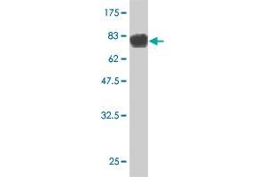 Western Blot detection against Immunogen (82.