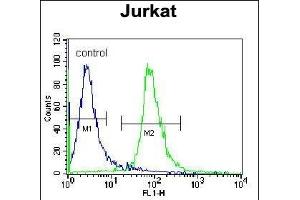 RSBN1 Antibody (N-term) (ABIN655484 and ABIN2845005) flow cytometric analysis of Jurkat cells (right histogram) compared to a negative control cell (left histogram). (RSBN1 anticorps  (N-Term))