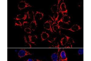 Immunofluorescence analysis of HeLa cells using ATP5A1 Polyclonal Antibody at dilution of 1:100 (60x lens).