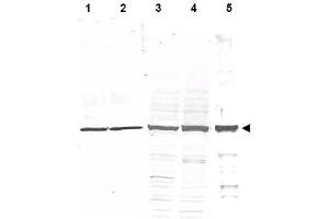 Image no. 1 for anti-Tubulin, alpha 1B (TUBA1B) (AA 427-441) antibody (ABIN401310) (TUBA1B anticorps  (AA 427-441))