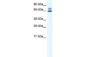 ZBTB38 antibody used at 0. (ZBTB38 anticorps  (N-Term))