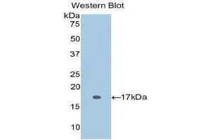 Western Blotting (WB) image for anti-Interleukin 2 (IL2) (AA 21-153) antibody (ABIN3209451) (IL-2 anticorps  (AA 21-153))