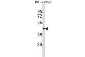 Western Blotting (WB) image for anti-D4, Zinc and Double PHD Fingers Family 1 (DPF1) antibody (ABIN2999523) (DPF1 anticorps)