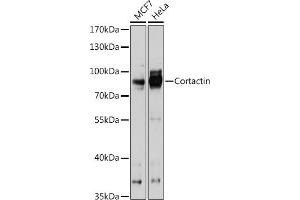 Western blot analysis of extracts of various cell lines, using Cortactin antibody  at 1:1000 dilution. (Cortactin anticorps  (AA 1-200))