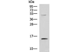 Western blot analysis of 293T cell lysate using PHPT1 Polyclonal Antibody at dilution of 1:800 (PHPT1 anticorps)