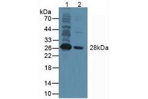 Western blot analysis of (1) Human Umbilical Cord Tissue and (2) Human Placenta Tissue. (Nanog anticorps  (AA 1-305))