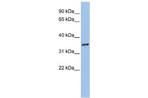 Western Blotting (WB) image for anti-PHD Finger Protein 13 (PHF13) antibody (ABIN2459472) (PHF13 anticorps)