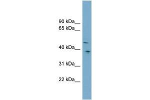 WB Suggested Anti-SPOCK3  Antibody Titration: 0.
