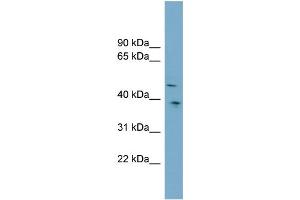 WB Suggested Anti-SPOCK3  Antibody Titration: 0. (SPOCK3 anticorps  (Middle Region))