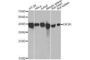 Western blot analysis of extracts of various cell lines, using EIF3H antibody. (EIF3H anticorps)