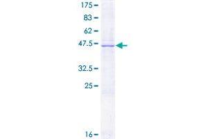 Image no. 1 for Protein C Receptor, Endothelial (PROCR) (AA 1-238) protein (GST tag) (ABIN1316360)