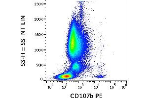 Flow cytometry analysis (surface staining) of IgE-stimulated human peripheral blood with anti-CD107b (H4B4) PE. (LAMP2 anticorps  (PE))