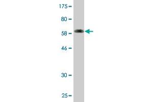 Western Blot detection against Immunogen (64.