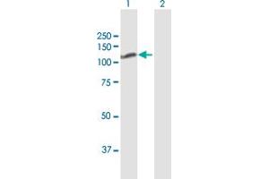 Western Blot analysis of DGCR8 expression in transfected 293T cell line by DGCR8 MaxPab polyclonal antibody. (DGCR8 anticorps  (AA 1-773))