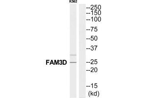 Western Blotting (WB) image for anti-Family with Sequence Similarity 3, Member D (FAM3D) (C-Term) antibody (ABIN1852792) (FAM3D anticorps  (C-Term))