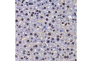 Immunohistochemistry of paraffin-embedded mouse liver using FIP1L1 antibody.