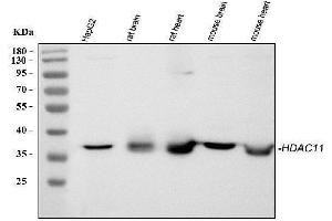 Western blot analysis of HDAC11 using anti-HDAC11 antibody (ABIN3043840). (HDAC11 anticorps  (N-Term))