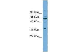 WB Suggested Anti-WNT8B Antibody Titration: 0. (WNT8B anticorps  (N-Term))