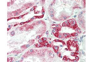 Anti-NDUFS6 antibody IHC staining of human kidney. (NDUFS6 anticorps  (AA 53-66))