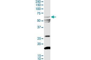 MYOC MaxPab rabbit polyclonal antibody.