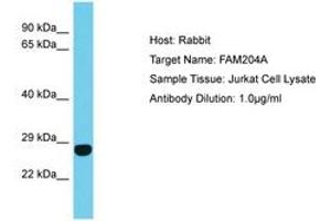 Image no. 1 for anti-Family with Sequence Similarity 204, Member A (FAM204A) (AA 27-76) antibody (ABIN6750654) (FAM204A anticorps  (AA 27-76))