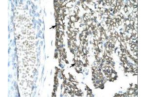 Image no. 1 for anti-Mortality Factor 4 Like 1 (MORF4L1) (AA 251-295) antibody (ABIN202346) (MORF4L1 anticorps  (AA 251-295))