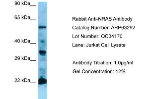 Western Blotting (WB) image for anti-GTPase NRas (NRAS) (Middle Region) antibody (ABIN971288) (GTPase NRas anticorps  (Middle Region))
