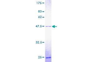 Image no. 1 for Polymerase (DNA Directed), epsilon 3 (p17 Subunit) (POLE3) (AA 1-147) protein (GST tag) (ABIN1315638)