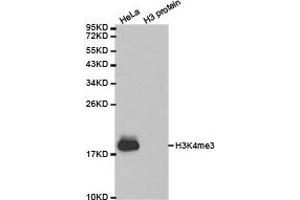 Western blot analysis of extracts of HeLa cell line and H3 protein expressed in E. (Histone 3 anticorps  (H3K4me3))