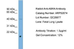 WB Suggested Anti-ABRA  Antibody Titration: 0.