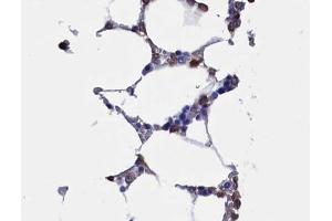 ABIN6268734 at 1/100 staining human Bone marrow tissue sections by IHC-P.