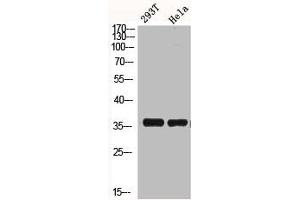 Western Blot analysis of HELA 293T cells using BRAF35 Polyclonal Antibody (HMGB2 anticorps  (N-Term))