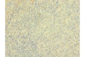 Immunohistochemistry of paraffin-embedded human tonsil tissue using ABIN7167504 at dilution of 1:100