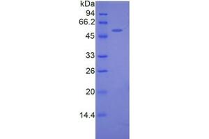 SDS-PAGE analysis of Mouse FKBP5 Protein. (FKBP5 Protéine)