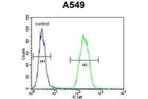 Flow cytometric analysis of A549 cells (right histogram) compared to a negative control cell (left histogram) using Sorting nexin-24 (SNX24)  Antibody (N-term), followed by FITC-conjugated goat-anti-rabbit secondary antibodies. (SNX24 anticorps  (N-Term))