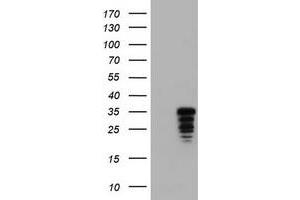 Image no. 1 for anti-Jun Proto-Oncogene (JUN) antibody (ABIN1498938)